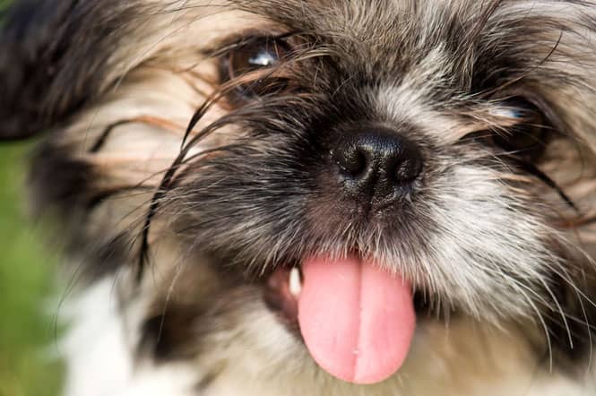 Close-up portrait of Shih Tzu puppy.